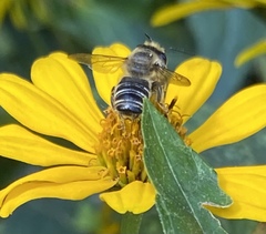 Megachile