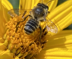 Megachile