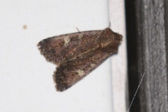 Helotropha reniformis