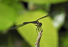 Agrionoptera longitudinalis biserialis