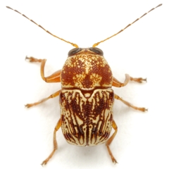 Pachybrachis turbidus