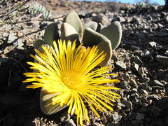 Pleiospilos compactus canus