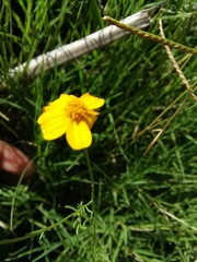 Thymophylla tenuifolia