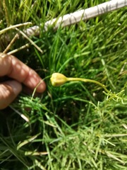 Thymophylla tenuifolia