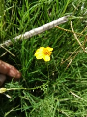 Thymophylla tenuifolia