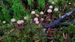 Mycena rosella