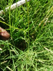 Thymophylla tenuifolia