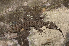 Phyllurus nepthys