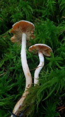 Pyrrhulomyces astragalinus