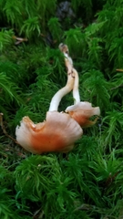 Pyrrhulomyces astragalinus