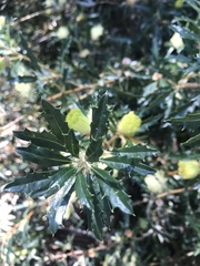 Banksia squarrosa