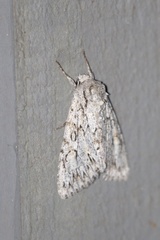 Andropolia aedon