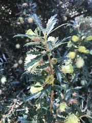 Banksia squarrosa