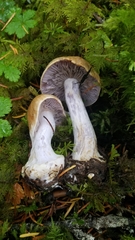 Cortinarius riederi