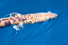 Ophichthus triserialis