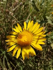 Grindelia oxylepis