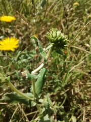Grindelia oxylepis