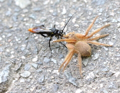 Heteropoda pingtungensis