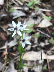 Wurmbea biglandulosa