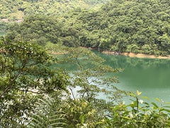 Triadica cochinchinensis