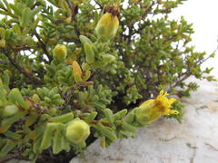Pteronia succulenta