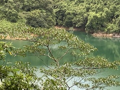 Triadica cochinchinensis