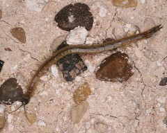 Arthrorhabdus pygmaeus