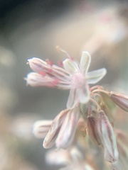 Eriogonum racemosum
