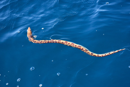 Pacific snake eel (Ophichthus triserialis) — Ophichthidae — 4