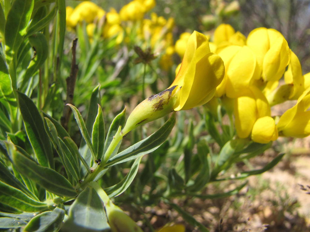 Rafnia lancea