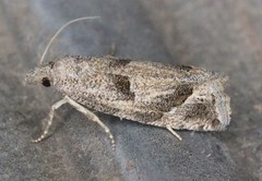 Pelochrista corosana