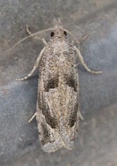 Pelochrista corosana