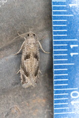Pelochrista corosana