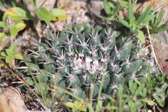 Mammillaria uncinata
