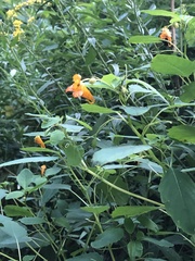 Impatiens capensis