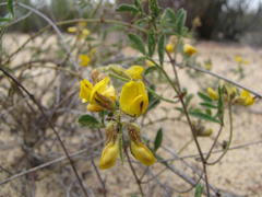 Rhynchosia ferulifolia