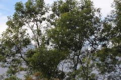 Dasineura rubiformis