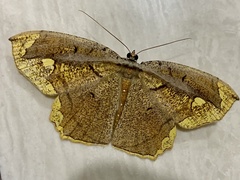 Pareumelea eugeniata