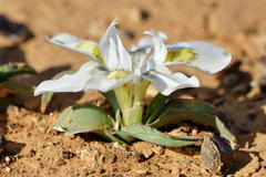 Moraea falcifolia
