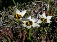 Romulea barkerae
