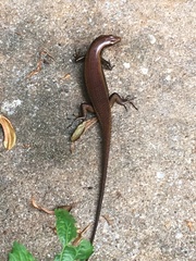 Eutropis multifasciata