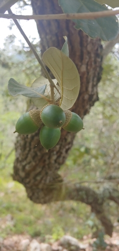 Quercus oleoides (Quercus oleoides)