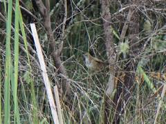 Poodytes punctatus vealeae