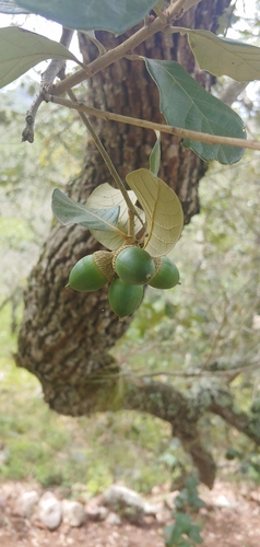 Image of Quercus oleoides by (c) Olvin Wilfredo Oyuela, some rights reserved (CC BY-SA)