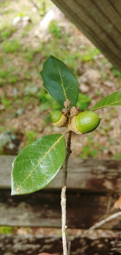 Image of Quercus oleoides by (c) Olvin Wilfredo Oyuela, some rights reserved (CC BY-SA)