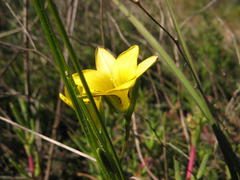 Romulea elliptica