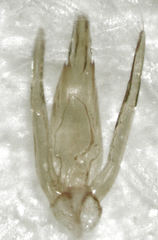 Sagola bipunctata
