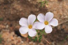 Oxalis tenella