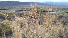 Gomphocarpus fruticosus fruticosus