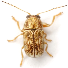 Pachybrachis diversus